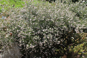 ERICA  CARNEA  L. 'SPRINGWOOD WHITE‘ – KULTIVAR CRNJUŠE 'SPRINGWOOD WHITE'