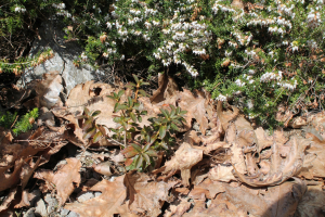 RHODODENDRON HIRSUTUM  L. – DLAKAVI SLEČ