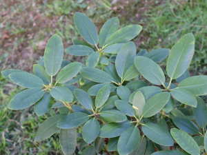 RHODODENDRON SP. 'CAT GRANDIFLORUM‘ – HIBRIDNI KULTIVAR SLEČA