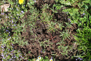 ANDROMEDA POLIFOLIA L. 'BLUE ICE' – KULTIVAR RUŽMARINKE 'BLUE ICE'