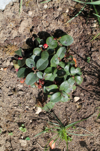 GAULTHERIA PROCUMBENS  L. – GAULTERIJA