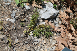 ARCTOSTAPHYLOS UVA-URSI (L.) SPRENG. – CRVENO MEDVJEĐE GROŽĐE