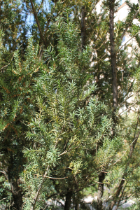 TAXUS BACCATA L. – OBIČNA TISA