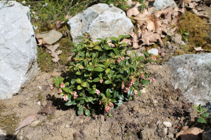 VACCINIUM VITIS-IDAEA  L. 'LIROME' – KULTIVAR BRUSNICE 'LIROME'