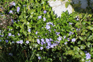VINCA MINOR L. – MALA PAVENKA