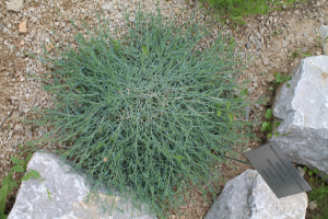 ASPERULA STALIANA VIS. SSP. STALIANA – TIPIČNA STALIJEVA MODRIČICA