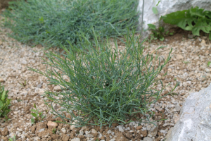 ASPERULA STALIANA VIS. SSP. ISSAEA KORICA – VIŠKA MODRIČICA