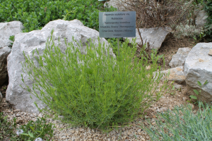 ASPERULA SCUTELLARIS  VIS. – KAMENJARSKA  MODRIČICA