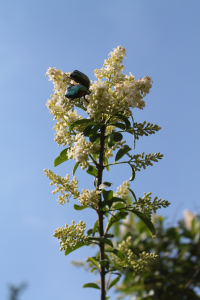 LIGUSTRUM  VULGARE  L. – OBIČNA KALINA