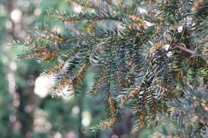 TAXUS×MEDIA REHDER 'HICKSII' – GRMOLIKA TISA