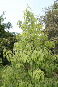 CALLICARPA BODINIERI  H. LÉV. – KALIKARPA