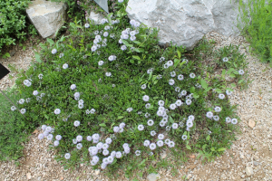 GLOBULARIA CORDIFOLIA  L. – SRCOLISNA GLAVULJA