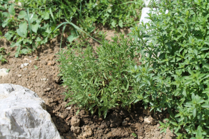 HYSSOPUS OFFICINALIS  L. – MILODUH