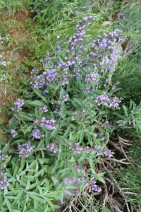 SALVIA  OFFICINALIS  L. – LJEKOVITA KADULJA