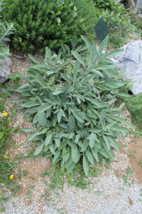 SALVIA  BRACHYODON VANDAS – KRATKOZUPČASTA KADULJA