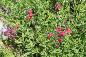 SALVIA  GREGGII  A. GRAY – JESENSKA KADULJA