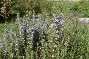 ROSMARINUS  OFFICINALIS  L. – RUŽMARIN