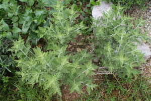 PEROVSKIA ATRIPLICIFOLIA BENTH. 'BLUE SPIRE' – KULTIVAR RUSKE KADULJE 'BLUE SPIRE' 
