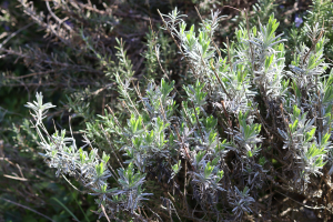 LAVANDULA  ANGUSTIFOLIA MILL. – LAVANDA