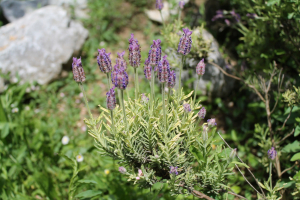 LAVANDULA  STOECHAS  L. – ŠPANJOLSKA LAVANDA