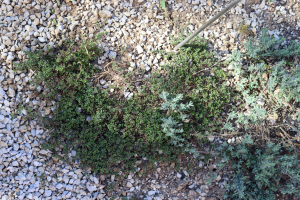 THYMUS PULEGIOIDES  L. – OBIČNA MAJČINA DUŠICA