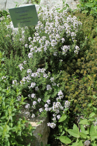 THYMUS VULGARIS  L. – PRAVA MAJČINA DUŠICA