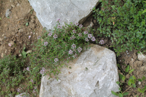 THYMUS LONGICAULIS  C. PRESL – TANKOLISNA MAJČINA DUŠICA