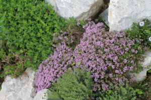 THYMUS PRAECOX  OPIZ – MAJČINA DUŠICA