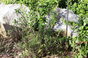 SATUREJA CUNEIFOLIA  TEN. – OSOGRIZ
