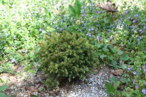 CRYPTOMERIA JAPONICA (THUNB. EX L. f.) D. DON 'COMPRESSA' – KULTIVAR JAPANSKE KRIPTOMERIJE 'COMPRESSA'