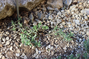 TEUCRIUM  CAPITATUM  L. – GLAVATI DUBAČAC