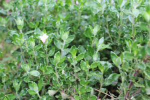 TEUCRIUM FLAVUM  L. – ŽUTI DUBAČAC