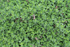 TEUCRIUM CHAMAEDRYS  L. – OBIČNI DUBAČAC