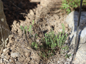 MICROMERIA JULIANA (L.) BENTH. EX RCHB. – PRIMORSKA BRESINA