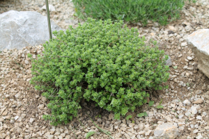MICROMERIA PSEUDOCROATICA  ŠILIĆ – PELJEŠKA BRESINA