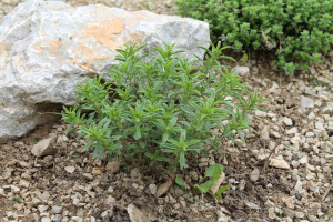 CLINOPODIUM DALMATICUM  (BENTH.) BRÄUCHLER ET HEUBL – DALMATINSKA BRESINA