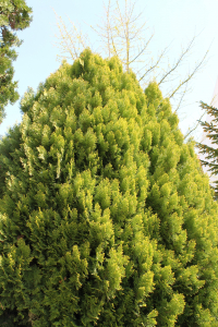 PLATYCLADUS ORIENTALIS  (L.) FRANCO 'AUREA NANA' – KULTIVAR OBIČNE AZIJSKE TUJE 'AUREA NANA'
