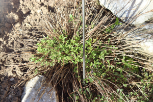 CLINOPODIUM ALBUM (WALDST. ET KIT.) – TOČKASTA BRESINA