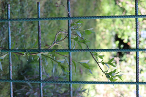 SOLANUM DULCAMARA L. – GORKOSLAD