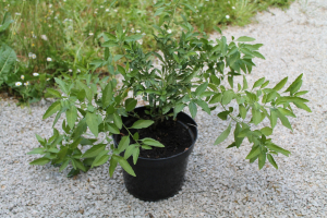 SOLANUM PSEUDOCAPSICUM  L. – ZIMSKA TREŠNJA