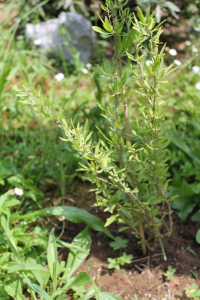 LYCIUM BARBARUM  L. – SULIČASTI VUČAC