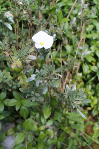 CONVOLVULUS  CNEORUM  L. – SREBRNOLISNI SLAK