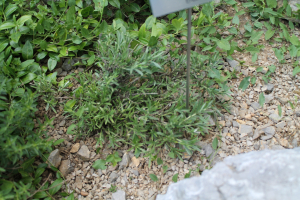 MOLTKIA PETRAEA  (TRATT.) GRISEB. – MODRO LASINJE