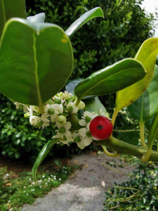 ILEX  AQUIFOLIUM  L. – OBIČNA BOŽIKOVINA