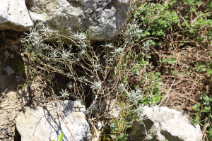 HELICHRYSUM ITALICUM  (ROTH) G. DON. – OBIČNO SMILJE