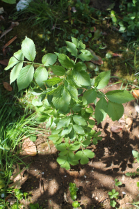 SAMBUCUS NIGRA L. – CRNA BAZGA
