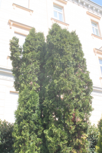THUJA OCCIDENTALIS  L. 'COLUMNA' KULTIVAR OBIČNE AMERIČKE TUJE 'COLUMNA'
