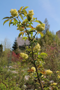SAMBUCUS RACEMOSA L. – CRVENA BAZGA