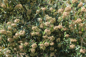 VIBURNUM  RHYTIDOPHYLLUM  HEMSL. – KINESKA HUDIKA