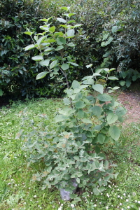 VIBURNUM LANTANA L. – CRNA HUDIKA